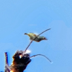 Psilopogon haemacephalus indicus