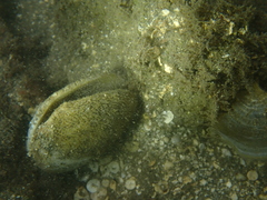Scutarcopagia scobinata