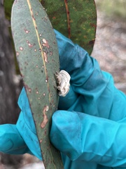 Doratifera vulnerans