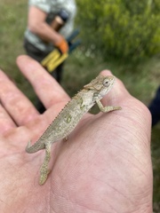 Bradypodion ventrale