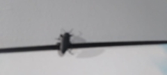Ctenoscelis acanthopus