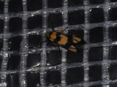 Xylorycta heliomacula