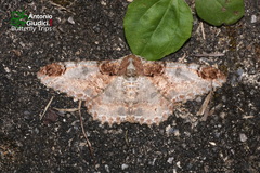Amraica recursaria