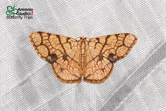Heterostegane subtessellata