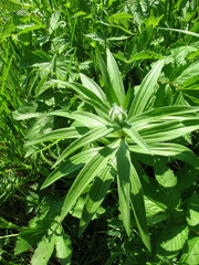 Lilium martagon pilosiusculum