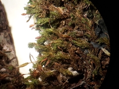 Macromitrium grossirete