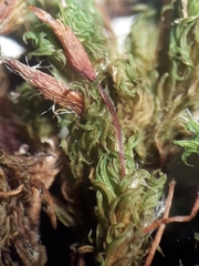 Macromitrium grossirete