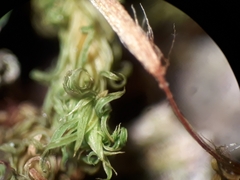 Macromitrium grossirete