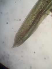 Macromitrium grossirete