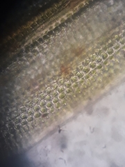 Macromitrium grossirete