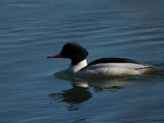 Mergus merganser merganser
