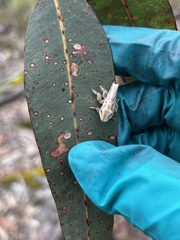 Doratifera vulnerans