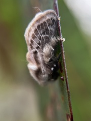 Doratifera vulnerans