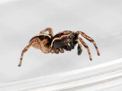 Attulus monstrabilis