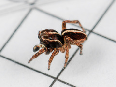 Attulus monstrabilis