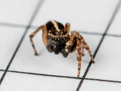 Attulus monstrabilis