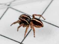 Attulus monstrabilis