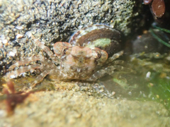 Pachygrapsus