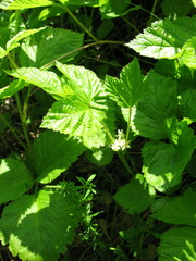 Rubus saxatilis