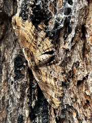 Pholodes sinistraria