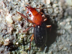 Thalassotrechus barbarae