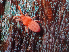 Trombiculidae