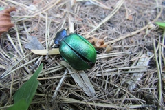 Calosoma sycophanta