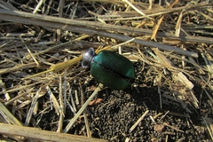 Calosoma sycophanta