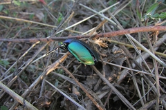 Calosoma sycophanta