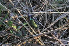 Calosoma sycophanta