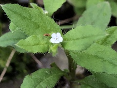 Bothriospermum zeylanicum