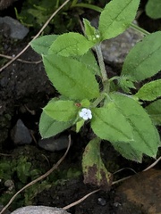 Bothriospermum zeylanicum