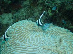 Abudefduf bengalensis