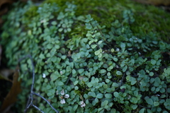 Peperomia berlandieri
