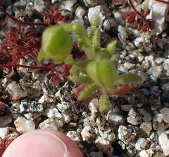 Emmenanthe penduliflora penduliflora