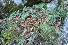Peperomia berlandieri