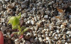 Emmenanthe penduliflora penduliflora
