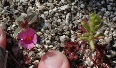 Emmenanthe penduliflora penduliflora