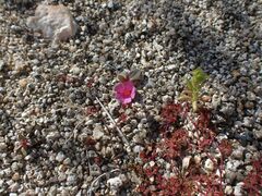 Emmenanthe penduliflora penduliflora
