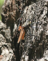 Blepharotes coriarius