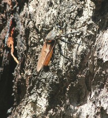 Blepharotes coriarius