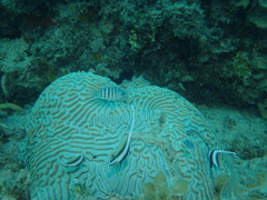 Abudefduf bengalensis