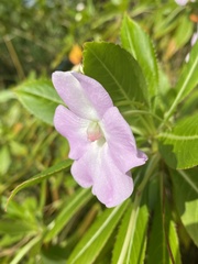 Impatiens sodenii