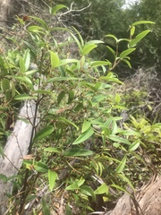 Platylobium parviflorum