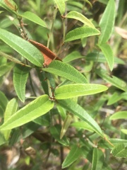 Platylobium parviflorum