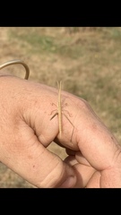 Acrida conica