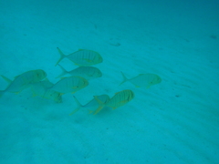 Gnathanodon speciosus