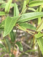 Platylobium parviflorum