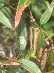 Platylobium parviflorum