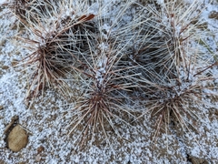 Opuntia polyacantha